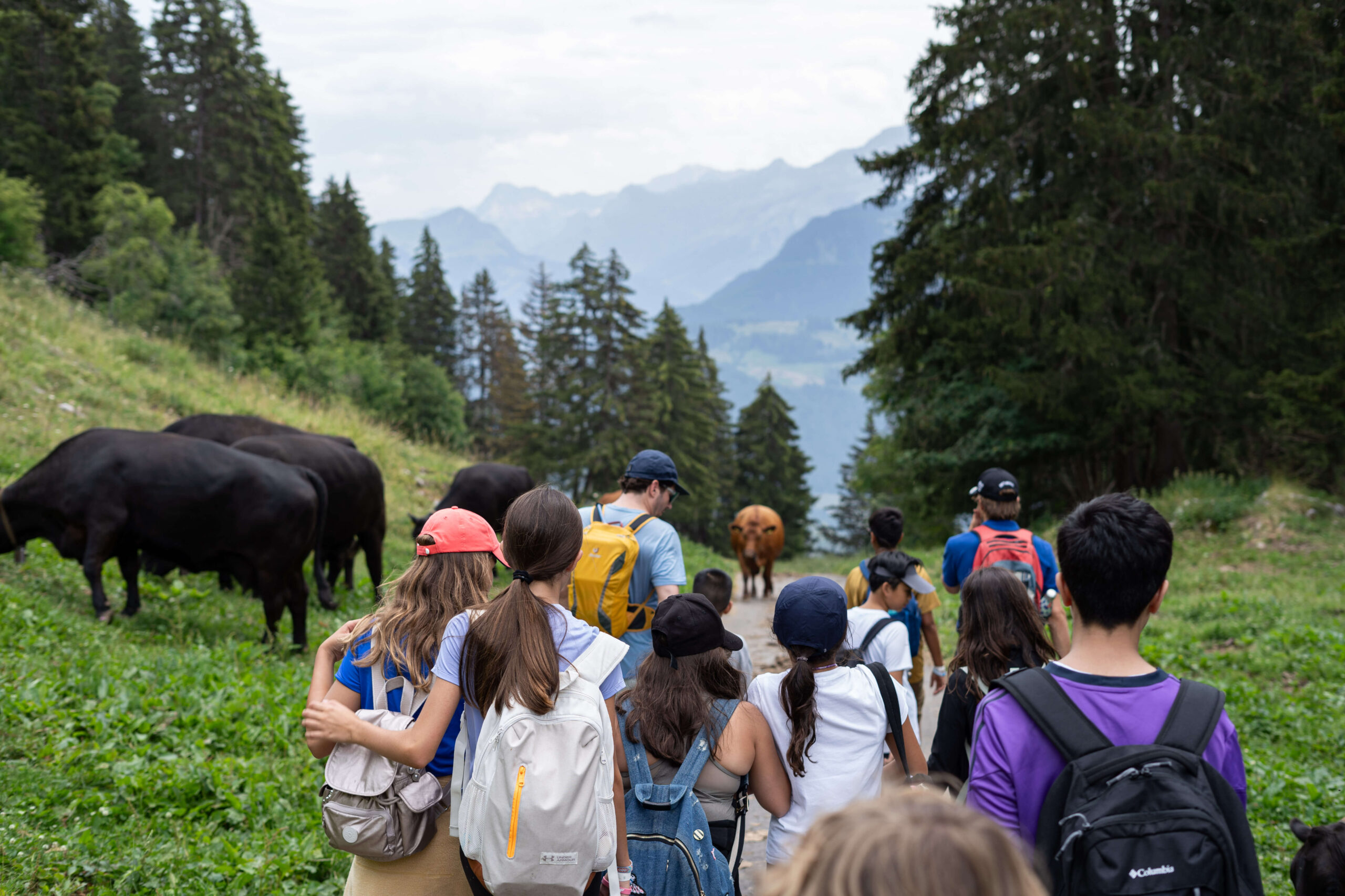Students hiking through the Swiss Alps at summer camp with wild cows